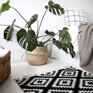 4 PLANTAS PARA UMA CASA MAIS ACONCHEGANTE