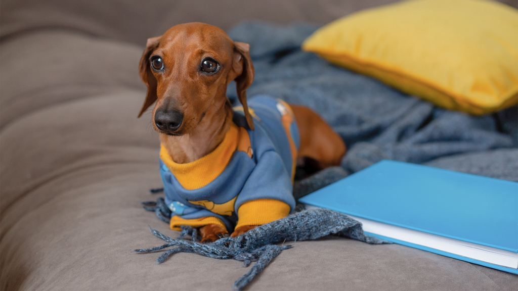 Filhotes, idosos e animais de pelo curto costumam ser mais sensíveis ao frio e podem precisar de proteção extra
