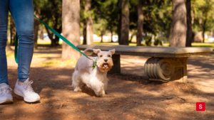 Pets em condomínios e imóveis alugados: convivência exige regras e cuidados